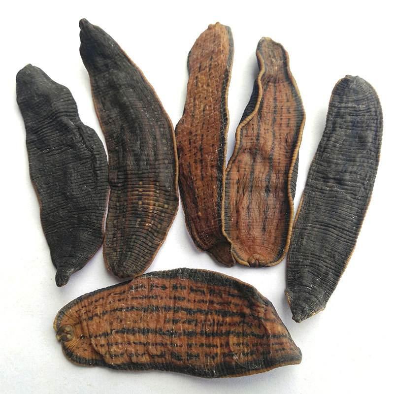 为什么蚂蝗被称为水中软黄金人工养殖蚂蟥有什么前景