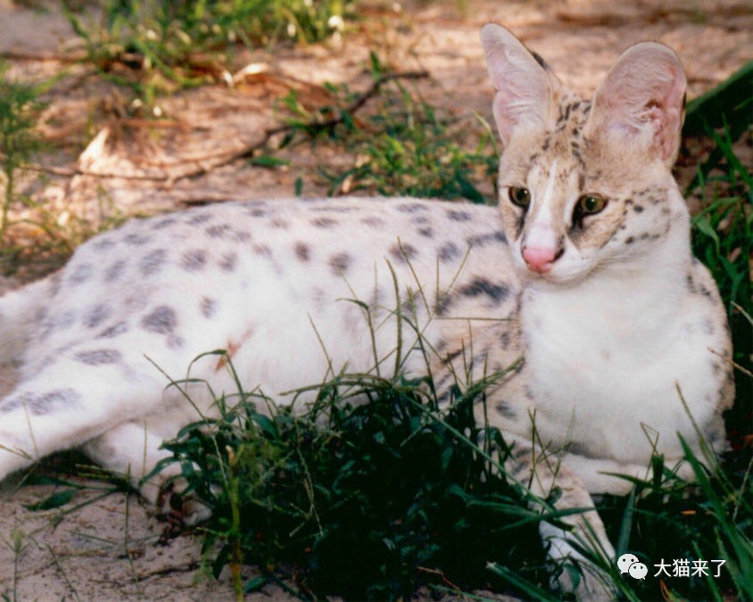 白化薮猫黑豹是我们比较熟悉的变异猫科动物,它们是由美洲豹和豹子