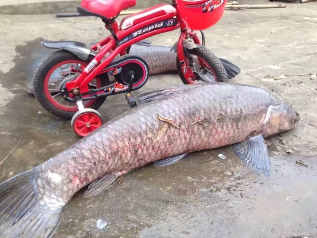 主攻青鱼,草鱼,现已进钓了18天平均每天出一条20斤以上的青鱼和20斤