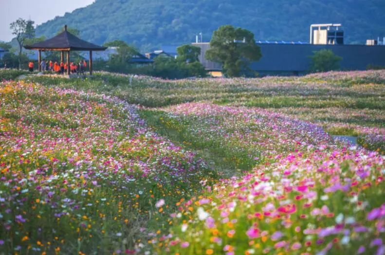 太湖西北有一片怒放的梵天花海