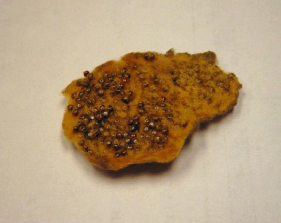 风险提示北美港口加大对亚洲舞毒蛾agm的检查