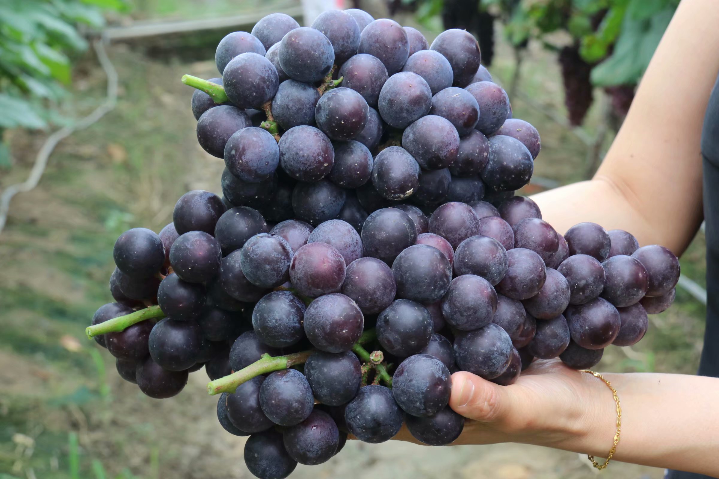 666张葡萄门票大派送!市区附近这个葡萄园正果香浓郁,就等你来摘!_旅