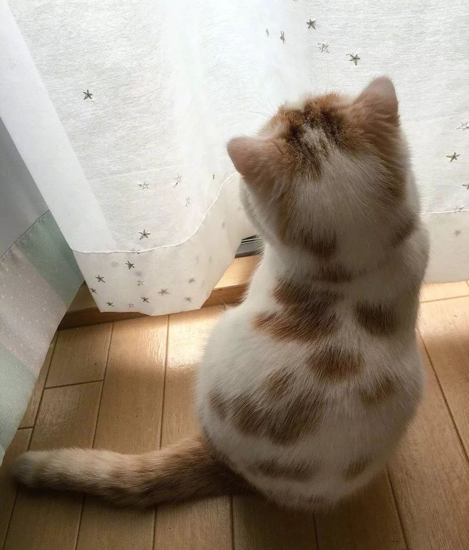 猫咪毛茸茸的后脑勺真的太太太太太太好吸了!