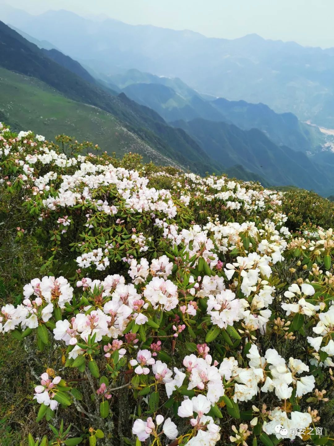 昭通靖安大坪子的木耳花开啦~_杜鹃花