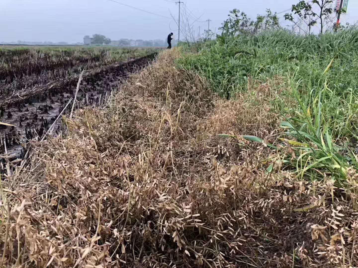 草甘膦草銨膦百草枯敵草快比較到底誰才是除草王者