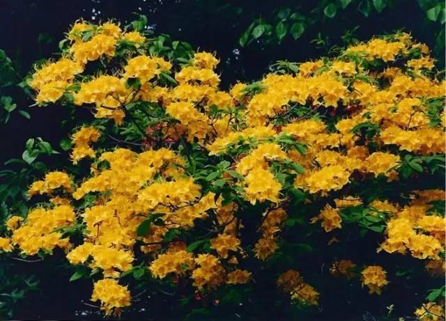 yellow學名:rhododendron luteum科屬名:杜鵑科歐石南屬花語:慶祝