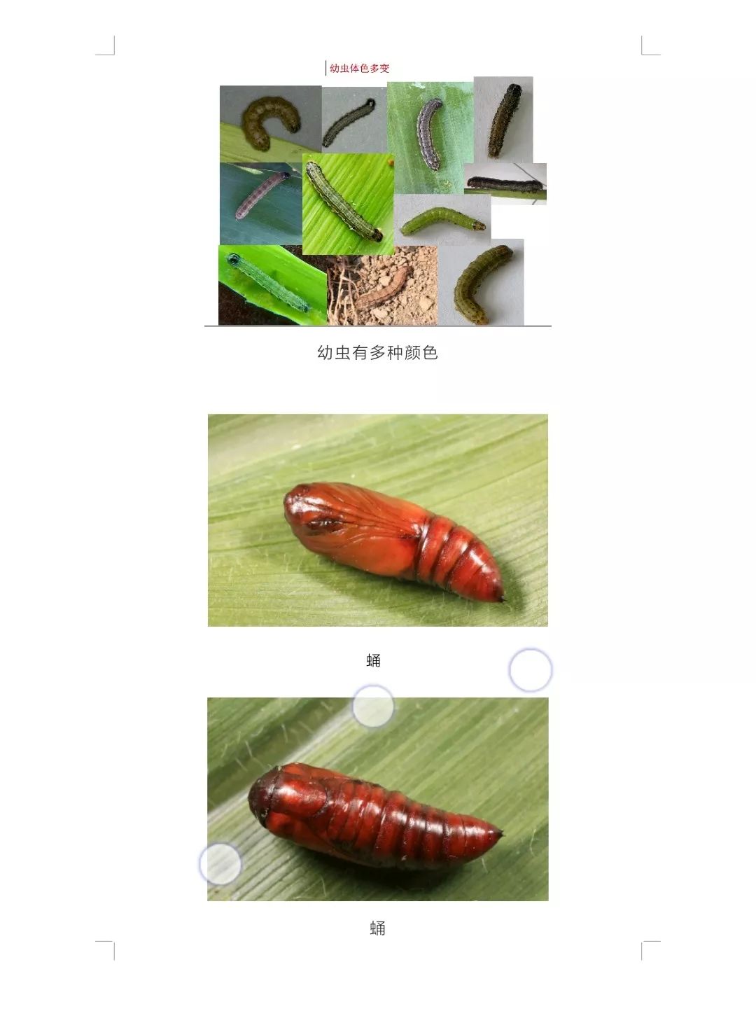 草地贪夜蛾监测与防治技术简明手册