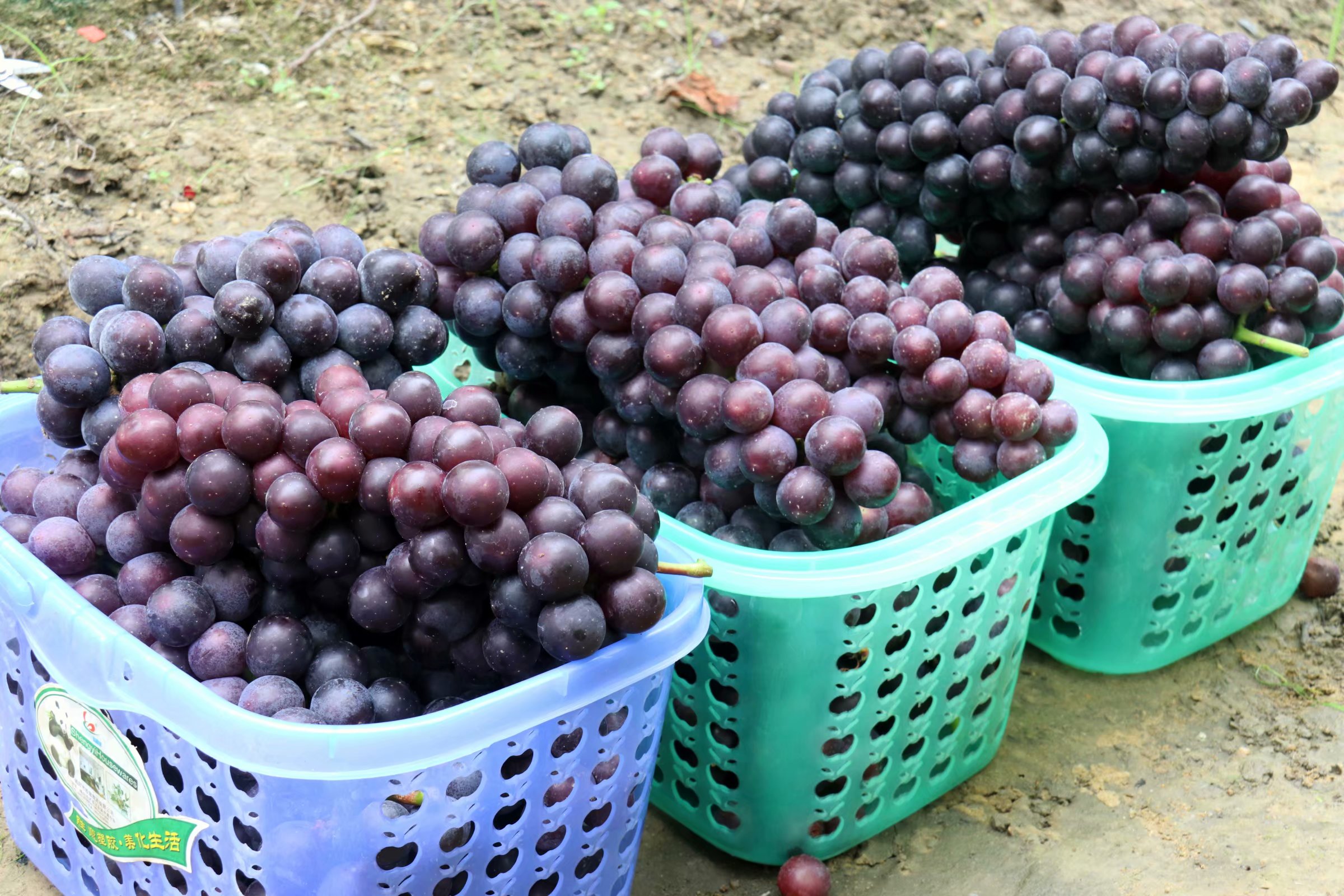 市区附近这个葡萄园正果香浓郁,就等你来摘!_旅游