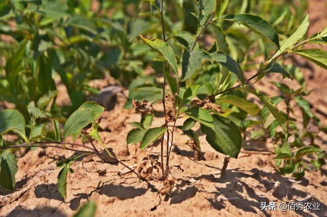 农户反馈的这种病害,多为苍术枯萎病所致,苍术植株之所以茎基部茎秆干