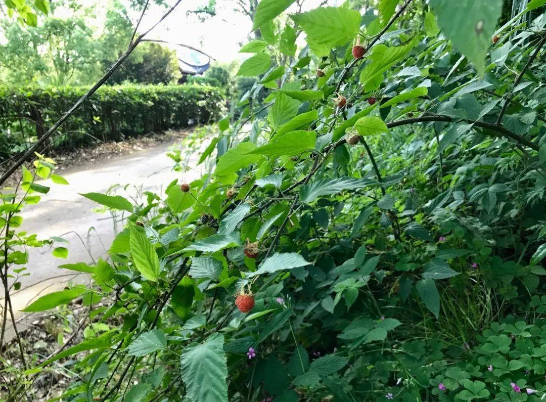 最美人间五月天蓬蘽红了