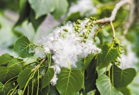 杨树毛毛不是花