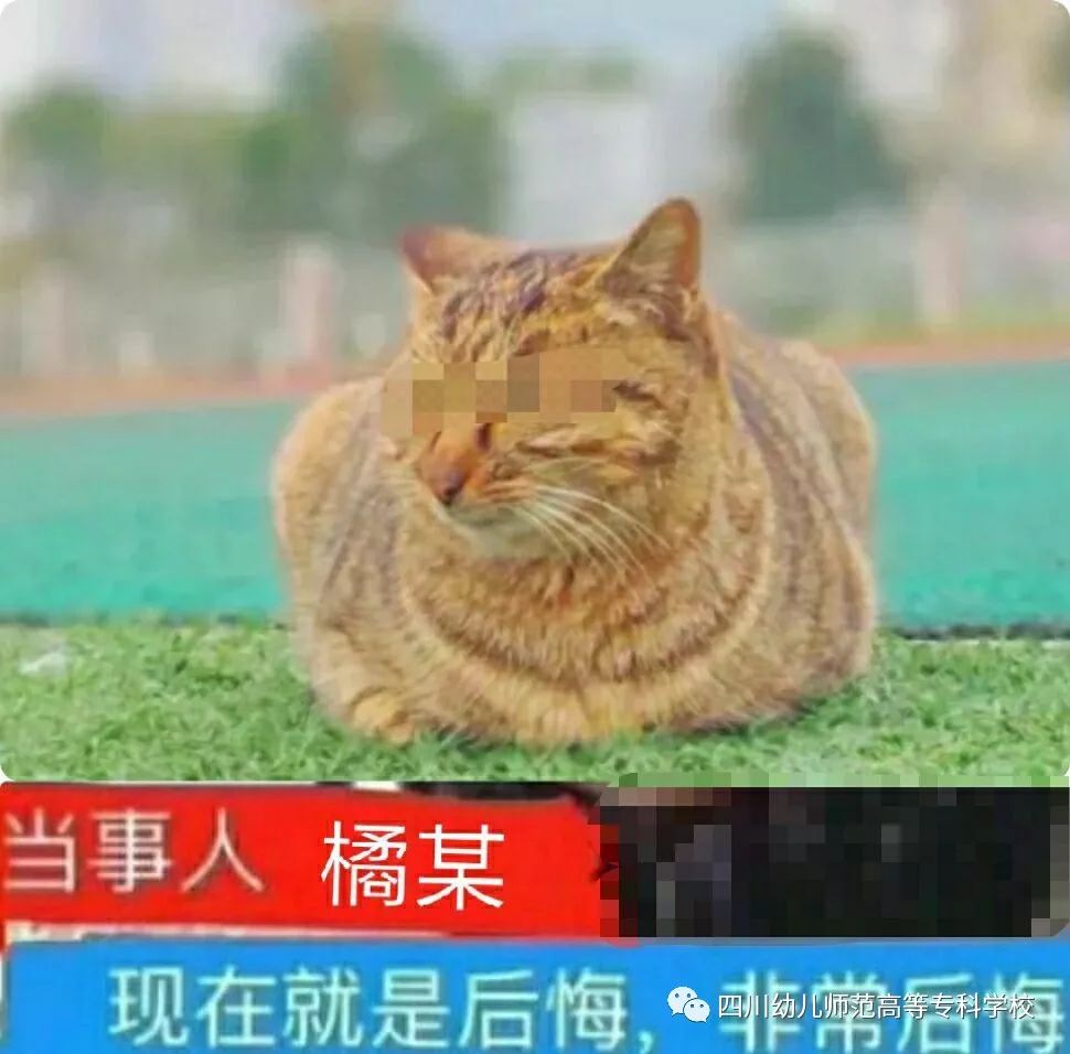 当事橘猫表示非常后悔!案件告破!