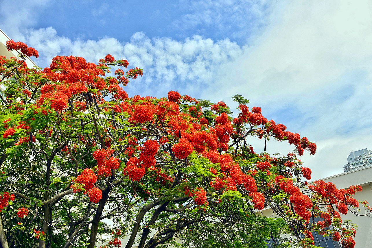 五月花季凤凰花缀染厦门大街小巷美爆了