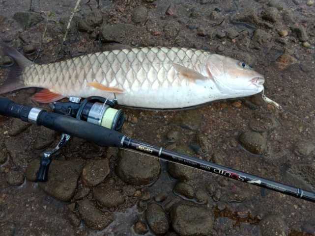 这种溪流里,竟然有如此大鱼?