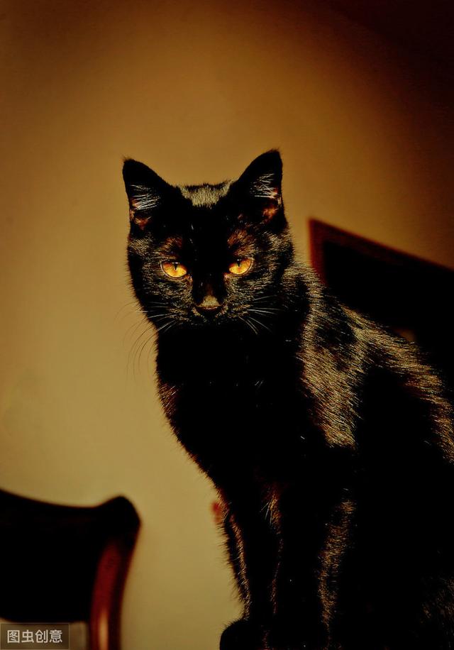 玄猫的报恩有人来救救我和这个老头子吗