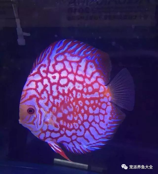 赛级"热带鱼之王"七彩神仙鱼,美得不得了!