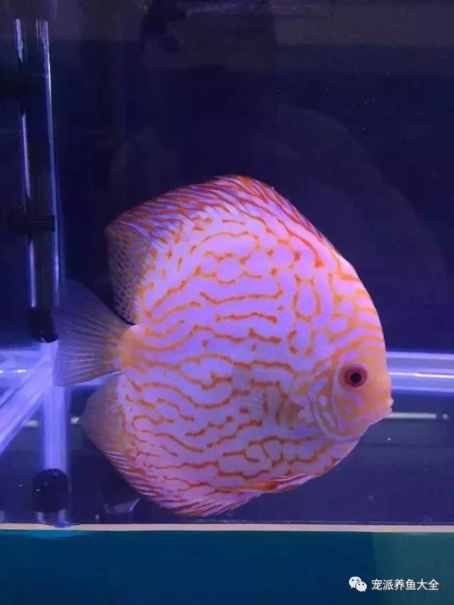 赛级"热带鱼之王"七彩神仙鱼,美得不得了!
