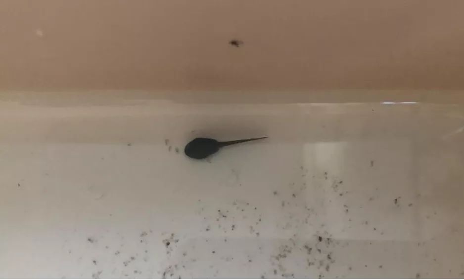 自然教育课程系列之小蝌蚪找妈妈