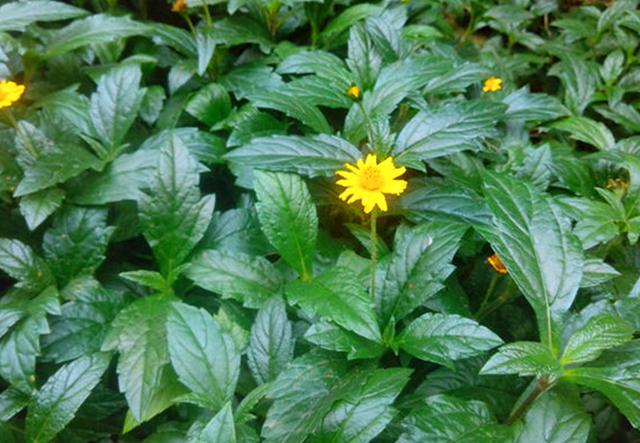 自从蟛蜞菊的作用被人们知道以后,就有很多人在它成熟的时候去野外