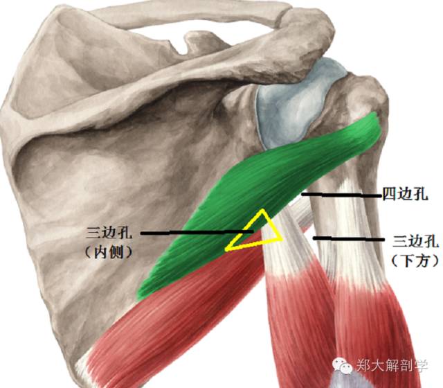 体表神经解剖:腋神经_肩胛骨