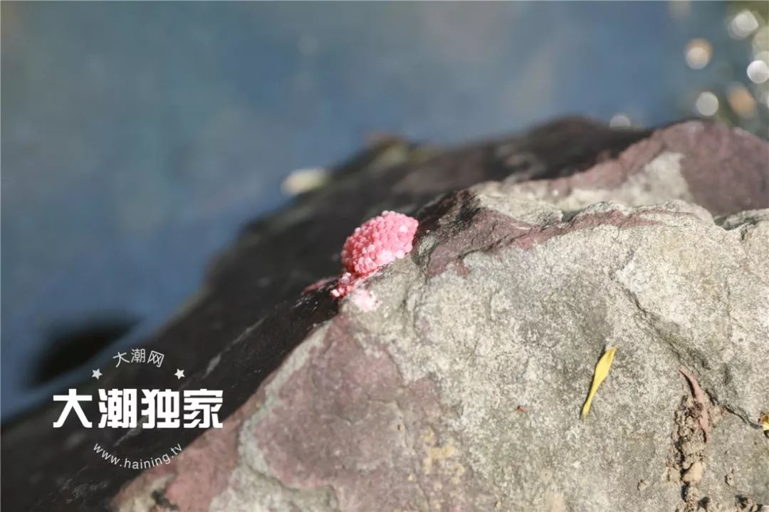 螺卵还有一些石头上,岸边的草上不仅是岸边一路上都是这种螺卵沿着
