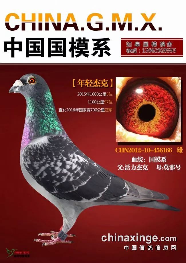 千公里特比冠军名驹皆由悍马生不用扬鞭自奋蹄