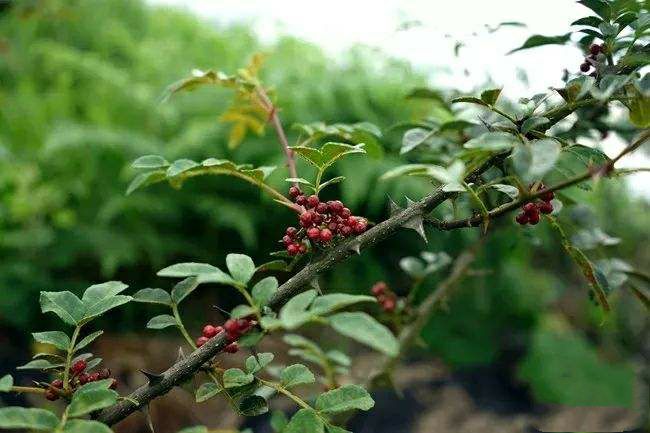 花椒樹結果初期怎麼修剪這幾個原則一定要知道