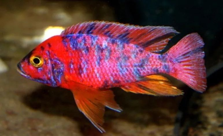 玫紅勾鼻labeotropheus trewavassae rosy瑞典超級宏基王子