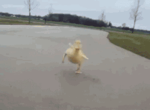 小鸭子走路动图图片
