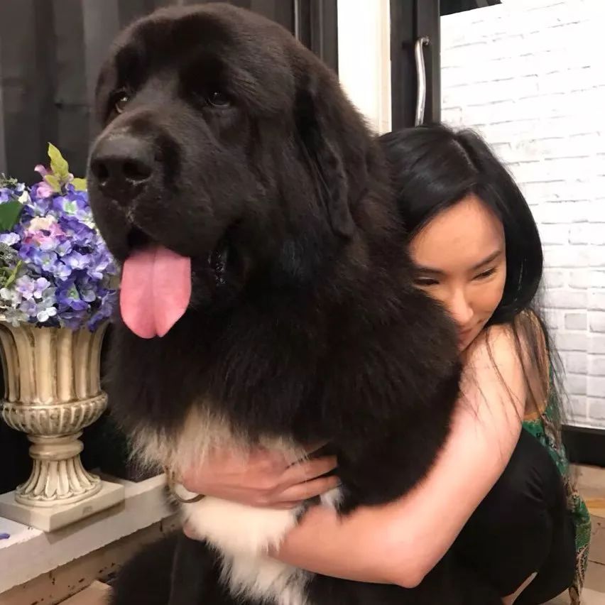 泰国一家以大狗为主题的咖啡厅：Big Dog Cafe