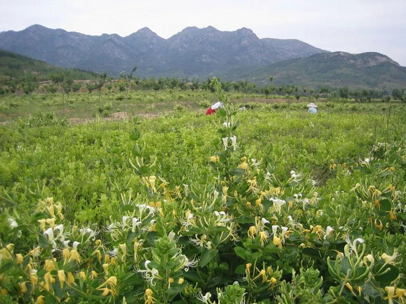 金银花涌铁橛山青岛铁橛山风景区第四届金银花节开幕啦