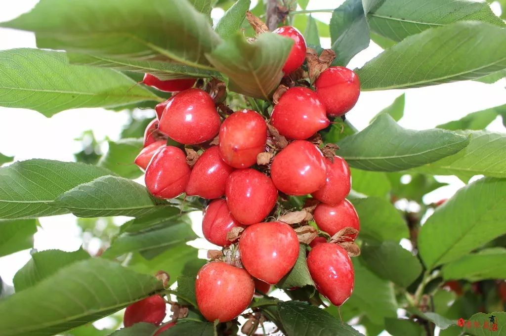 樱桃熟啦撩起满城的少女心还有50元樱桃免费送约吗