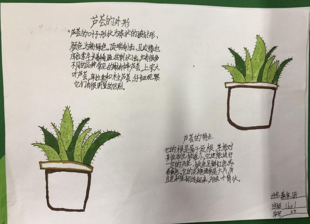 三年级芦荟植物记录卡图片