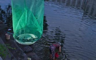 诱捕野生水蛭,需要用半米长的竹子,劈成两半,将中间的结节去掉.