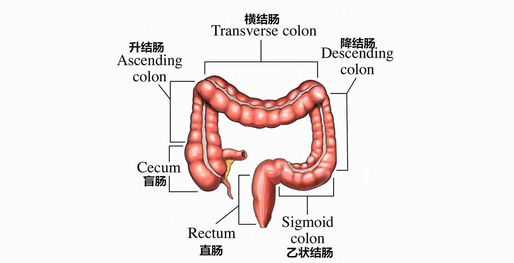 改掉三个习惯,让你远离肠道息肉