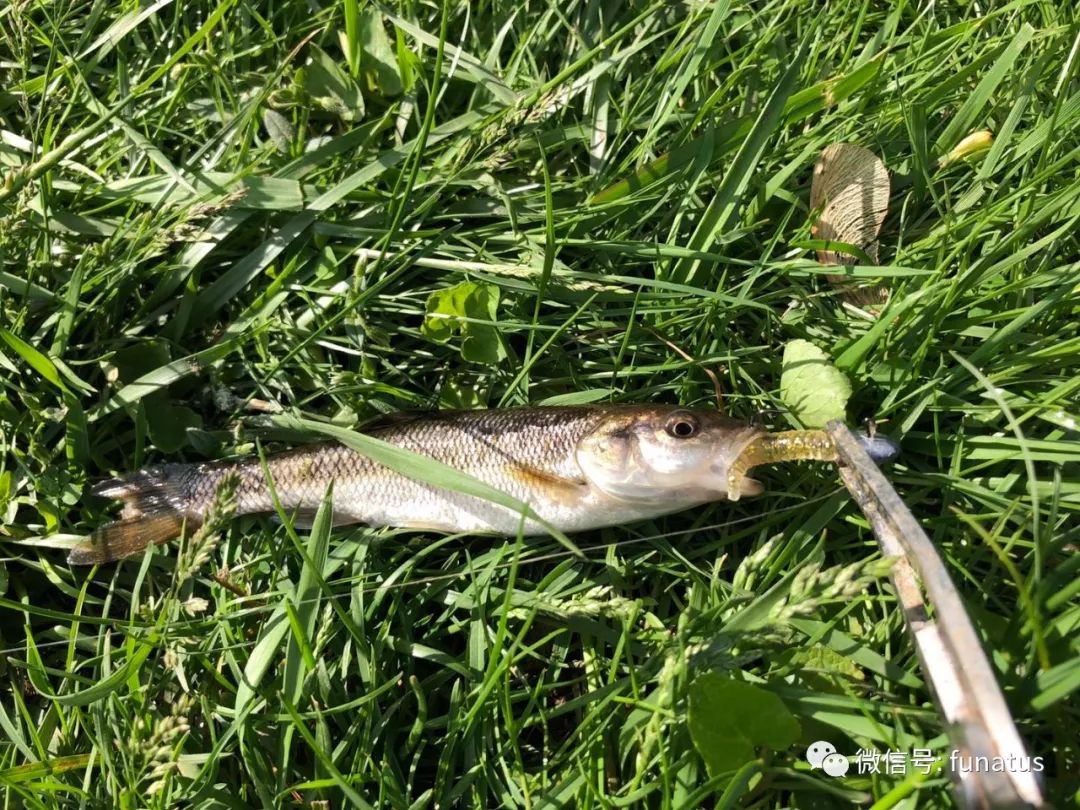 路亚根钓在夏天具有优势的一种钓技