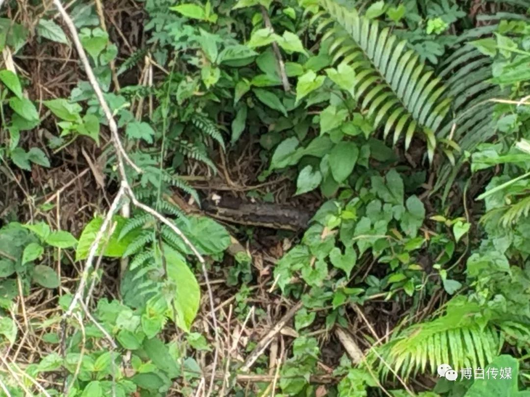 博白马田村火龙果地惊现手腕粗大琴蛇村民心惊惊