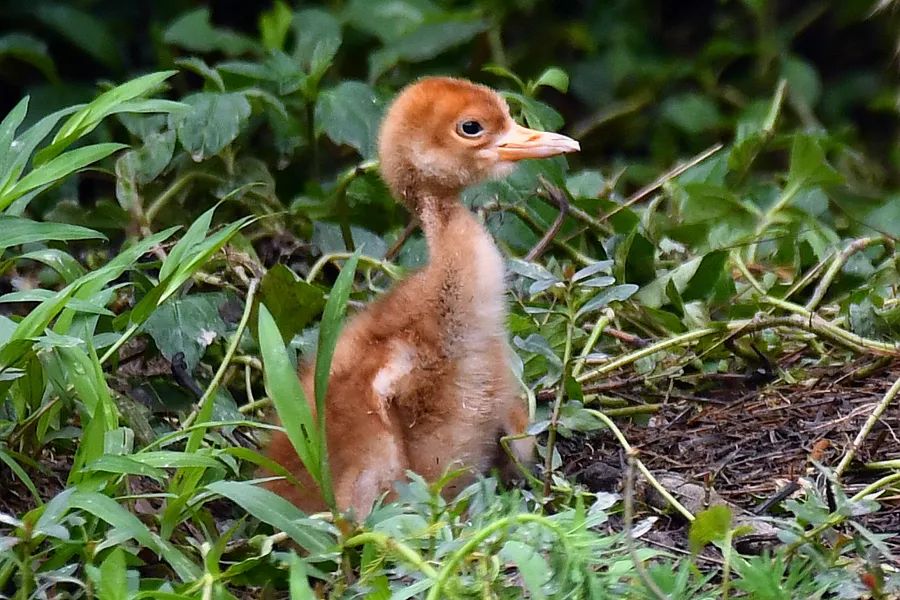 啾啾我是丹顶鹤小宝宝就等着你六一来找我玩啦