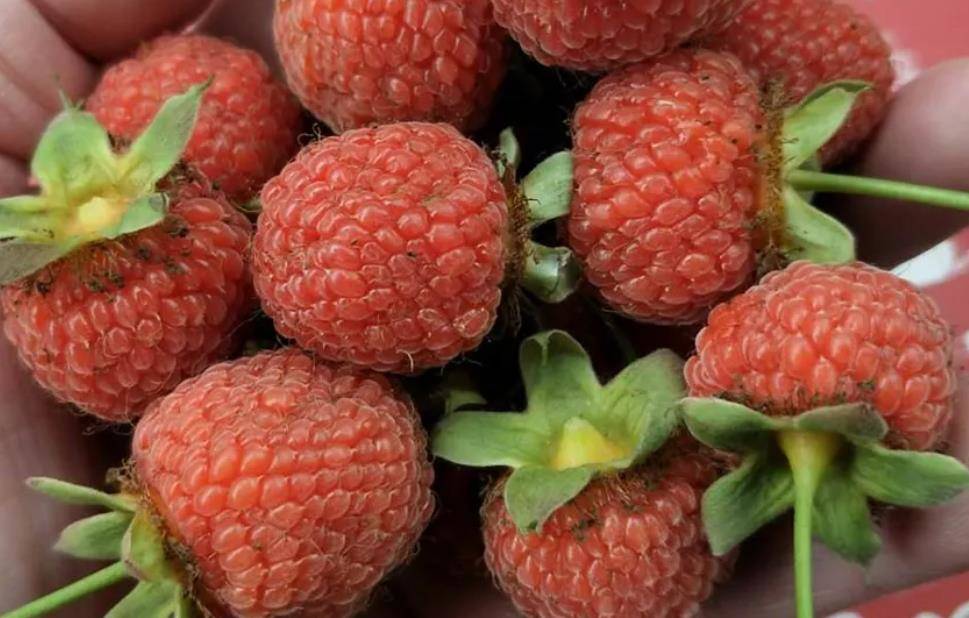 网红水果覆盆子跌落神坛从100元一斤到几元一斤有什么教训