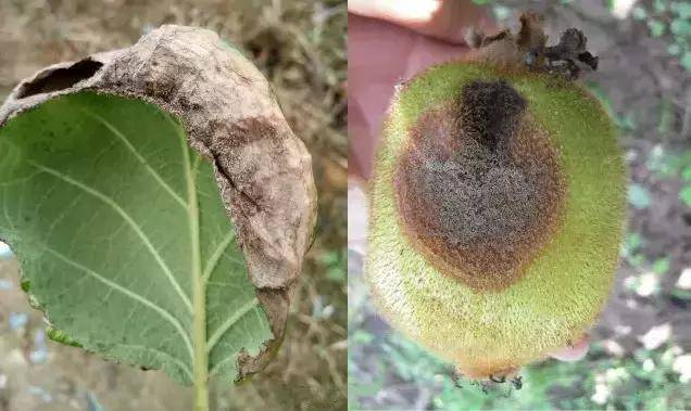 猕猴桃九大病害详解高清图谱对比分析附防治方法供果农参考