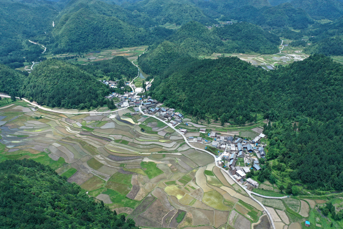 德阳桂花村图片