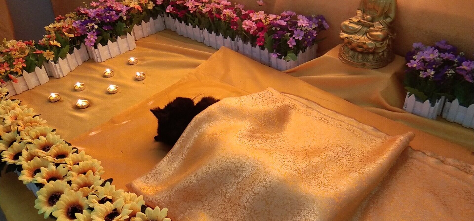 真实的一次成都宠物火化全过程