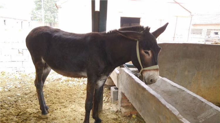 家里老驴因急病去世,没想到最后,还是给主人留下了宝贵遗物