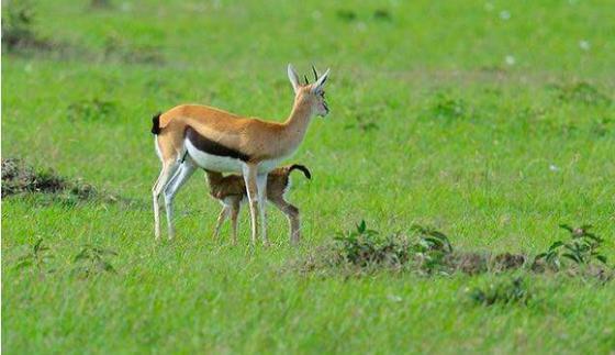 母羚羊旷野中产子可是小羚羊出生后没一会母羚羊却掉头就跑