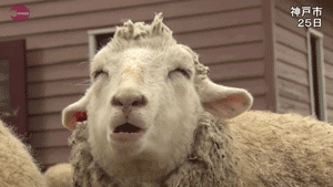 蒙古达人蒙古猛男成长记