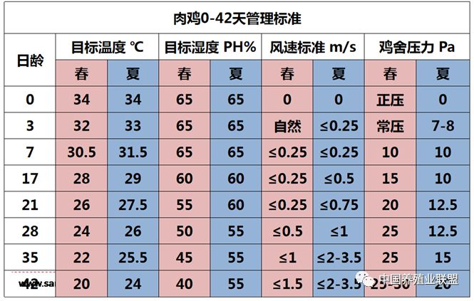 同样是笼养肉鸡,为什么你的鸡场效益总是那么差?