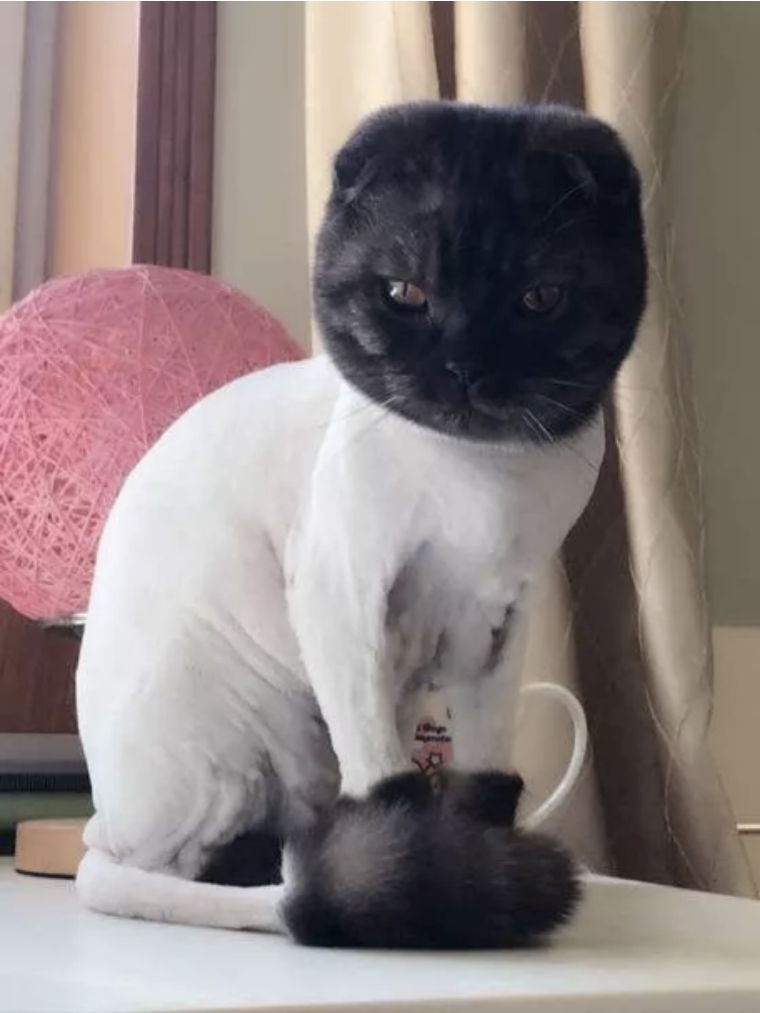 夏天宠物们剪过的沙雕造型