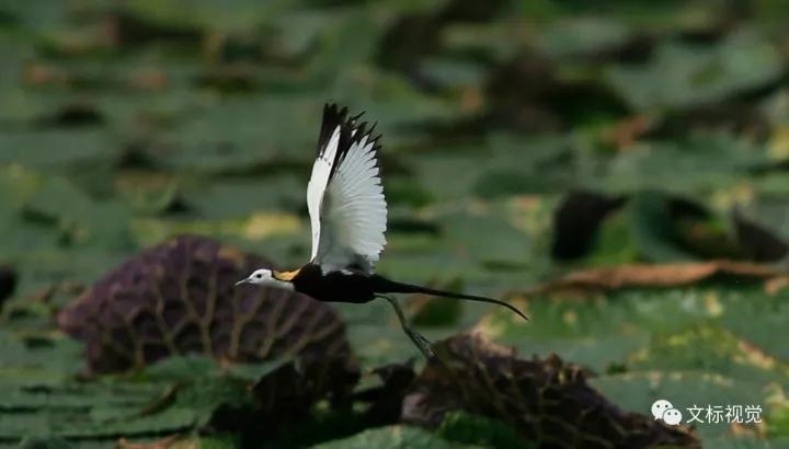 康山候鸟自然保护区图片