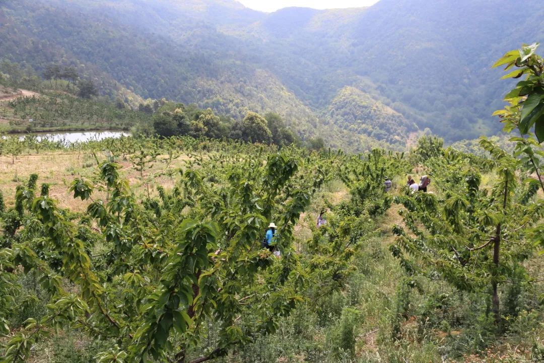 2014年至2018年,青华车厘子种植基地共种植车厘子1470亩,为当地群众