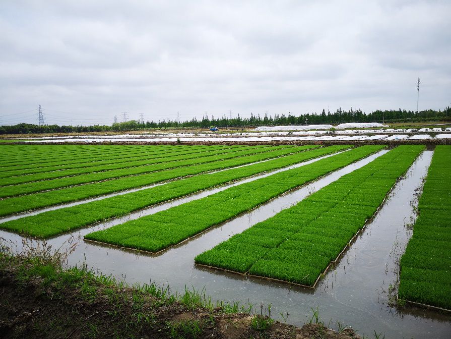 第一批"绿色大米"——"南粳46"秧苗,天福国家湿地公园正式开始机插